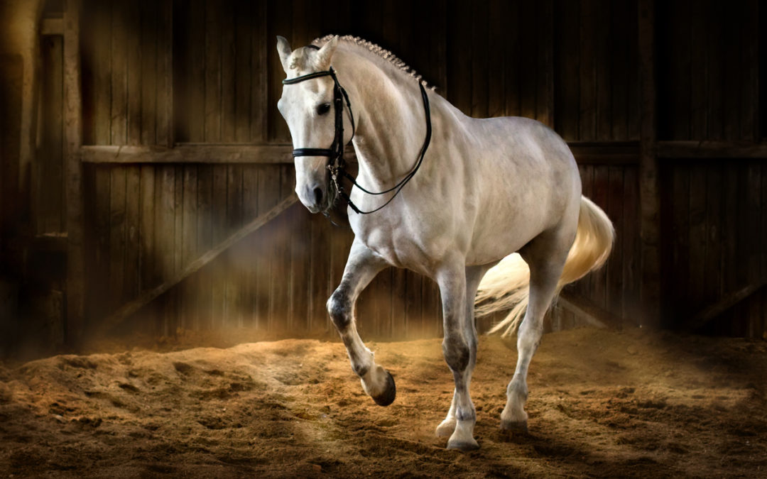 The Purebred Spanish Horse